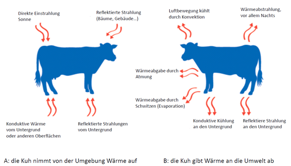 proteinmarkt.de - Infoportal für Fütterungsberater und Landwirte | Sommer ist nicht für alle ...